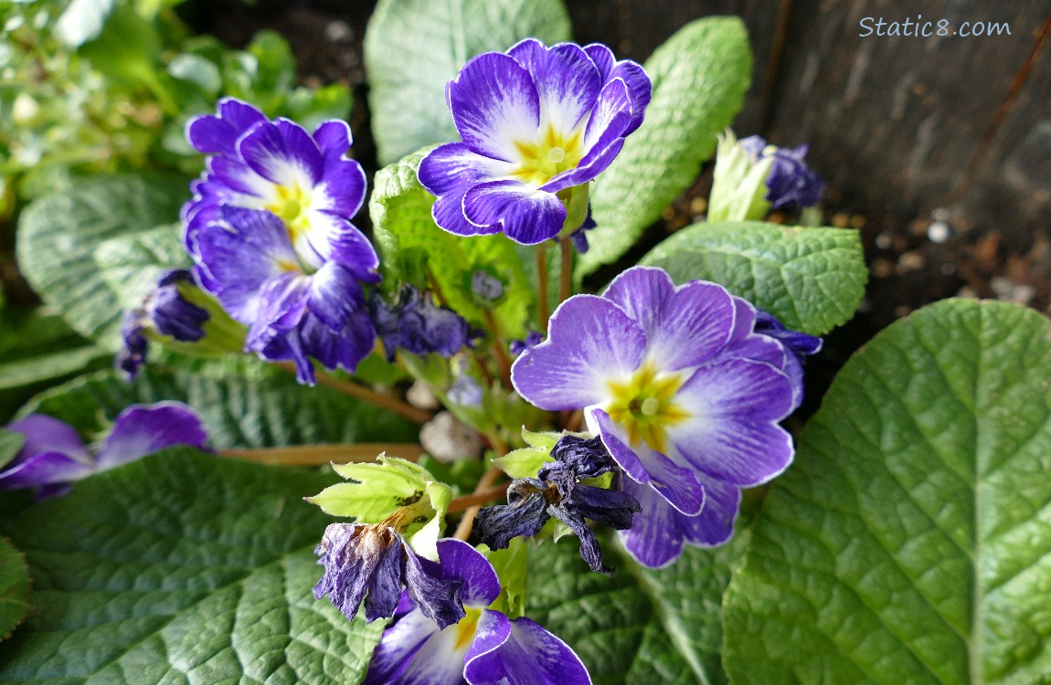Purple flowers with white and yellow interiors