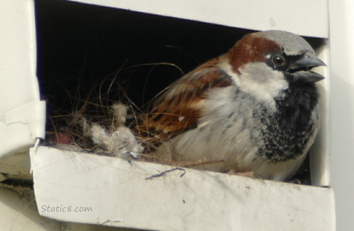 House Sparrow next to some lint and hairs in a vent