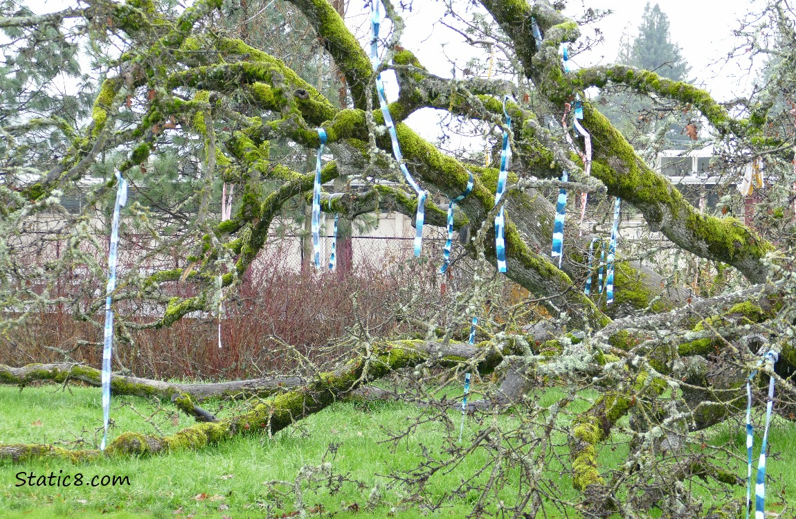 Blue and white streamers hanging from a fallen tree