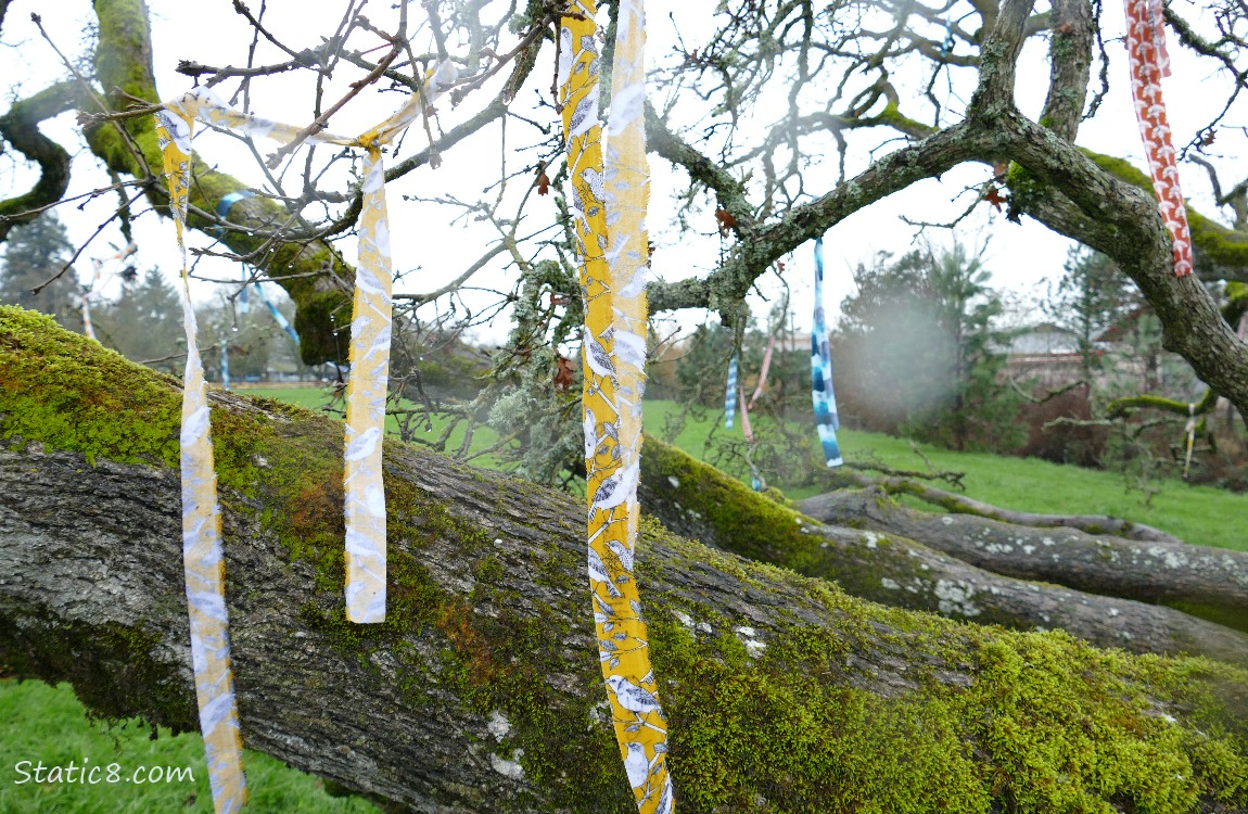Yellow streamers hanging from fallen tree limbs