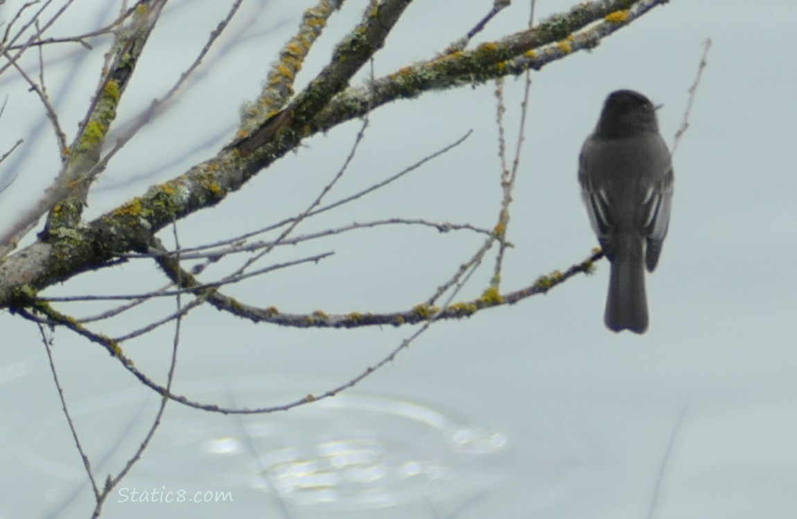 Black Phoebe standing on a twig over the water