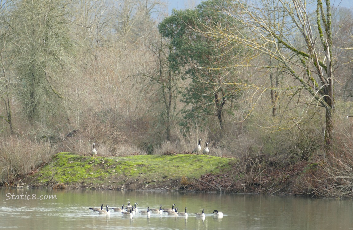 Canada Geese paddling on the pond and lounging on the bank in the distance
