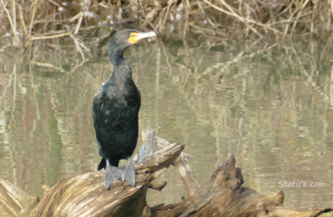 Cormorant standing on a large driftwood in the water