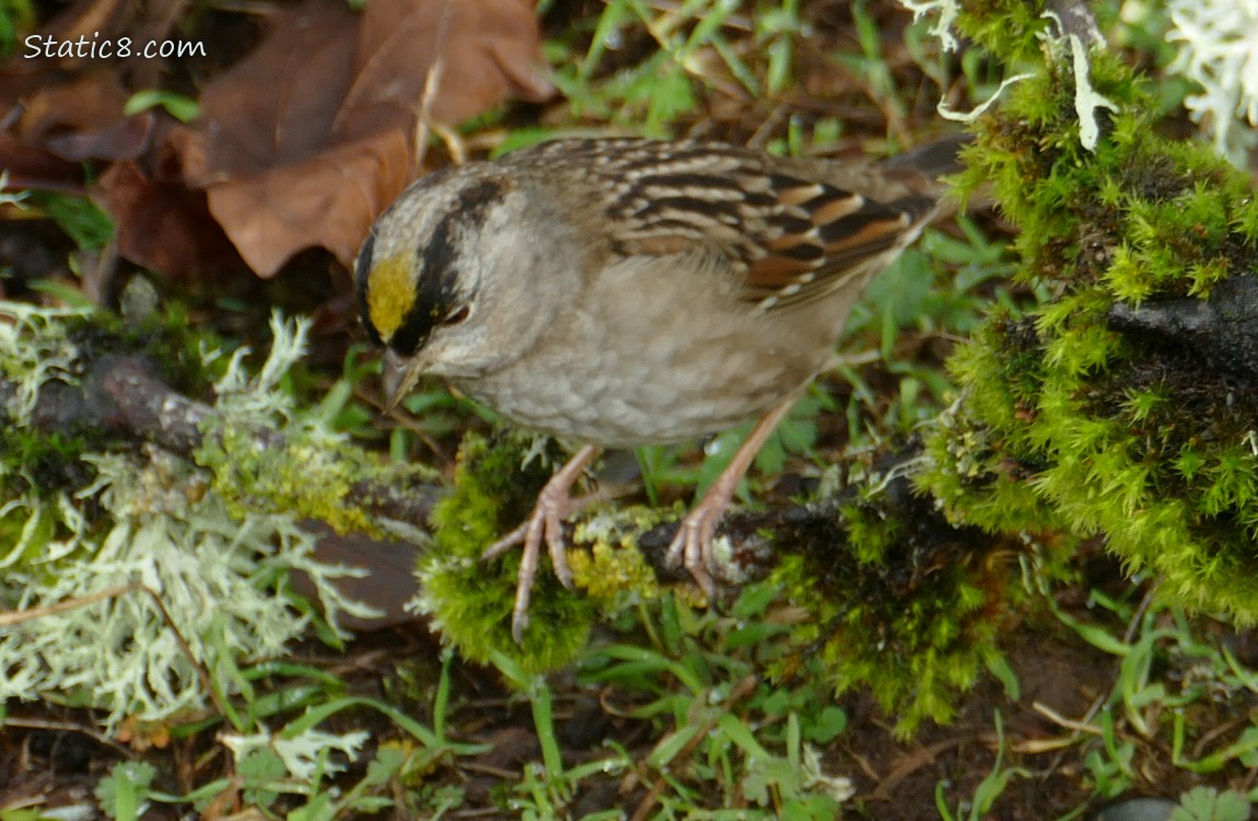 Blurry Golden Crown Sparrow looking down and about to bounce!