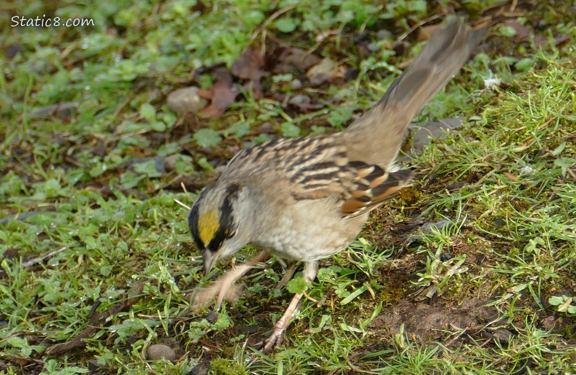 Blurry Golden Crown Sparrow bouncing
