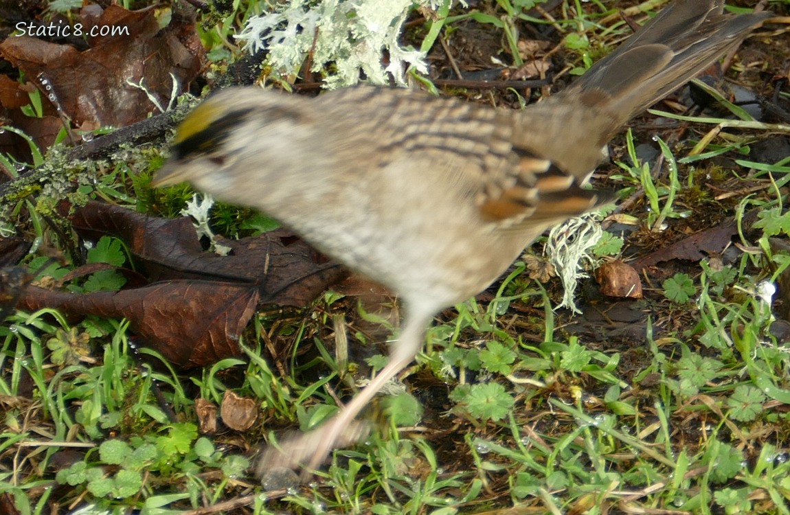 Blurry Golden Crown Sparrow bouncing