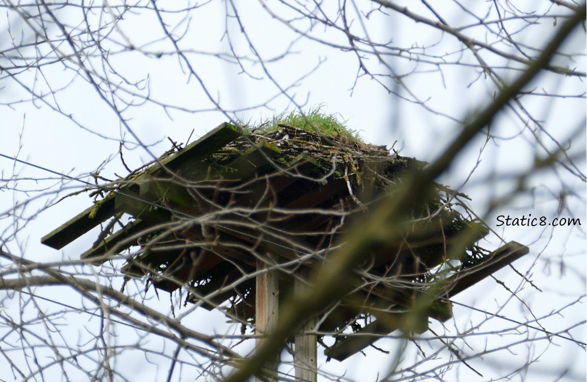 Osprey platform nest with grass growing on it