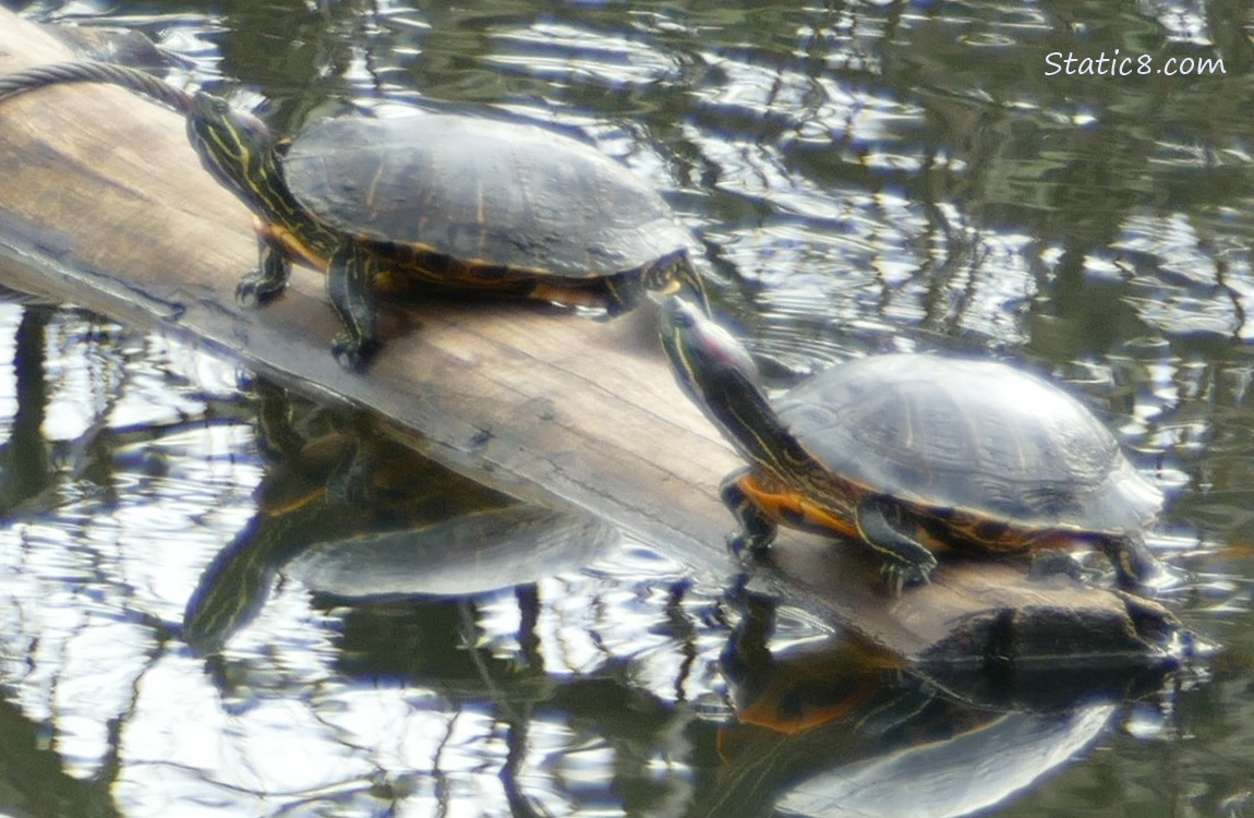 Two Red Ear Slider Turtles on a log in the water