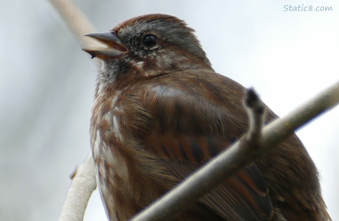 Close up of a Song Sparrow singing