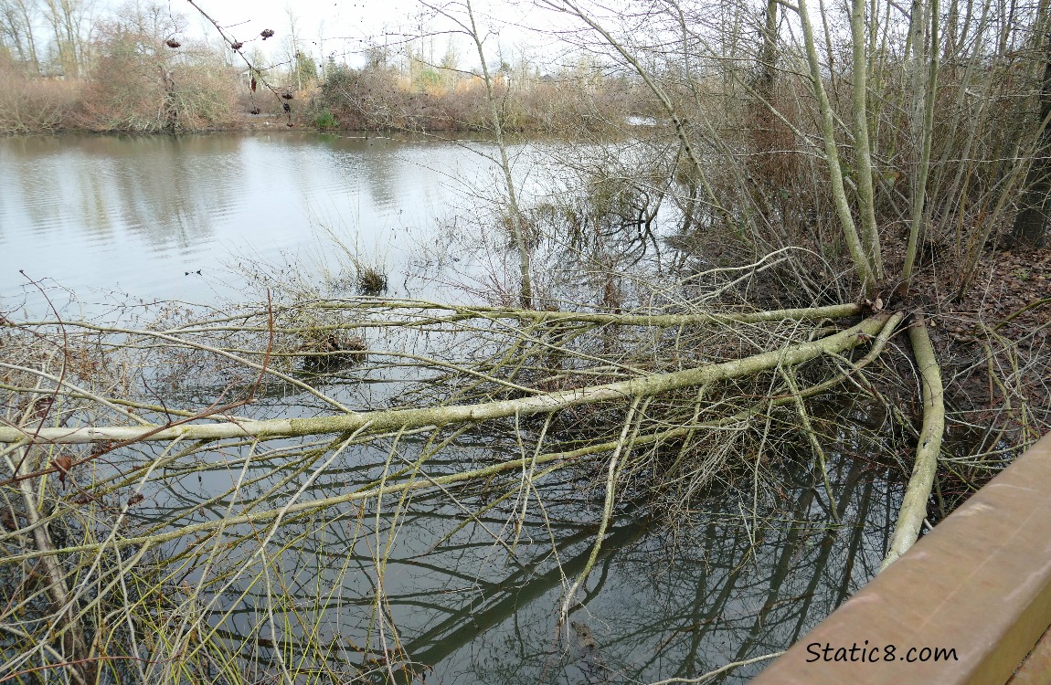Tree down near the bank of the pond