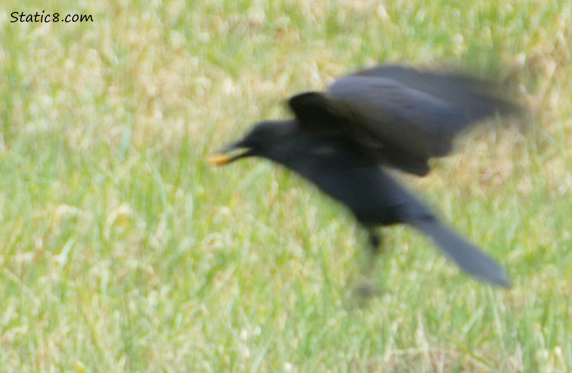 Crow taking off from the grass with a Cheez-It in her beak