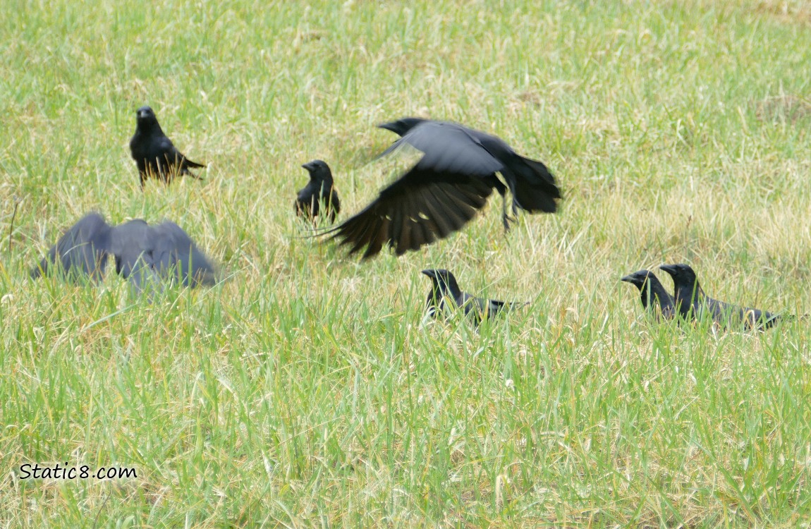 Several Crows standing in the grass
