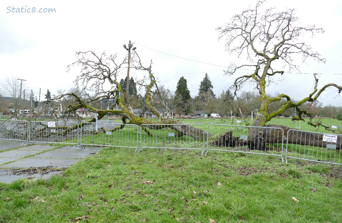 Temporary fence around the fallen Leaning Tree