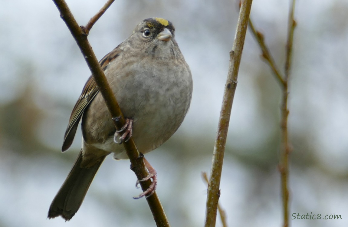 Golden Crown Sparrow standing on a twig