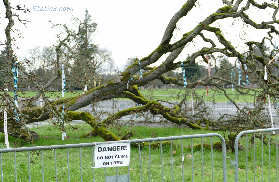 Temporary fence around the fallen Leaning Tree, a sign says Danger