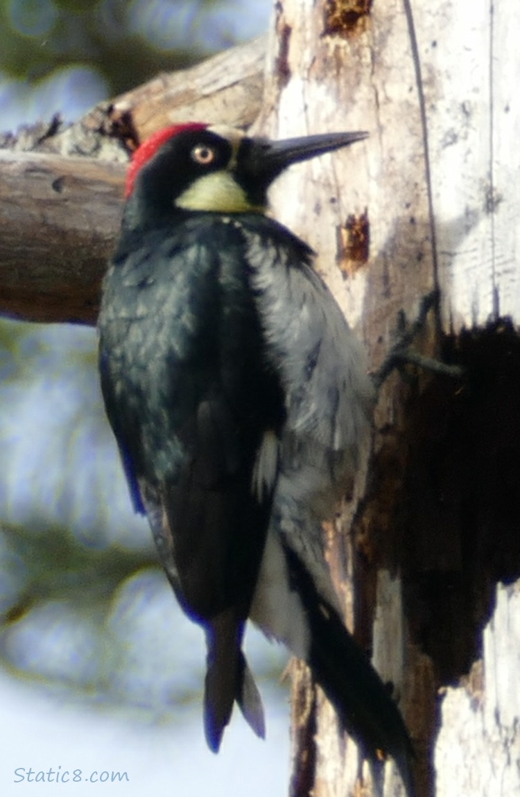 Acorn Woodpecker standing on the side of a tree trunk