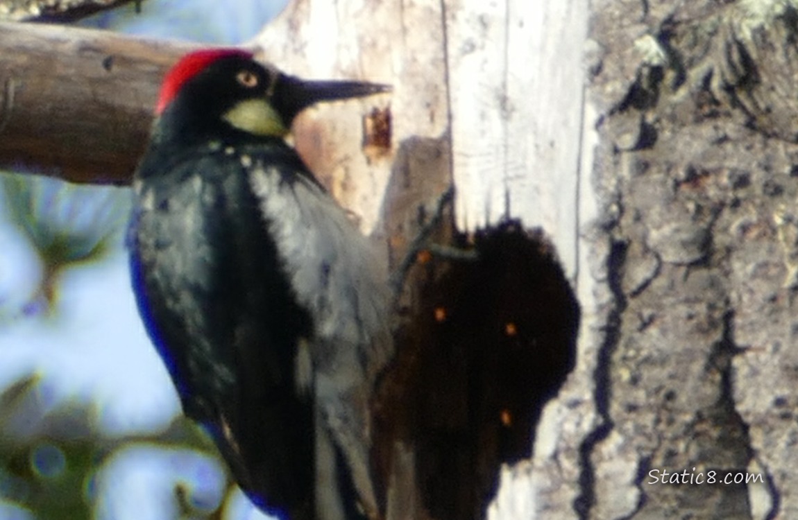 Acorn Woodpecker standing against a tree trunk near a hole