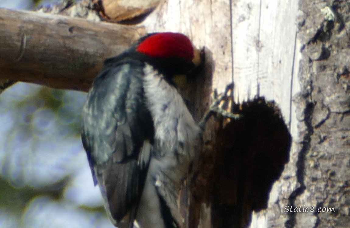 Acorn Woodpecker standing against a tree trunk with his face in a hole he has made
