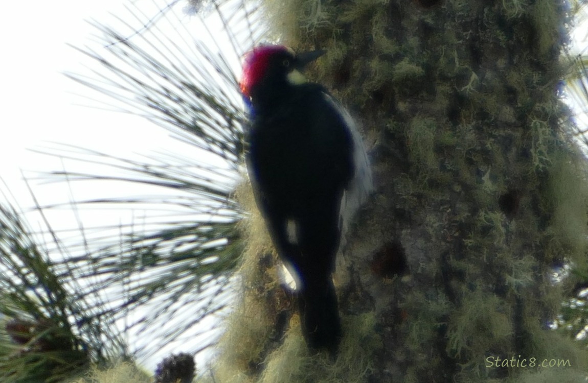 Acorn Woodpecker standing on the side of a mossy tree trunk