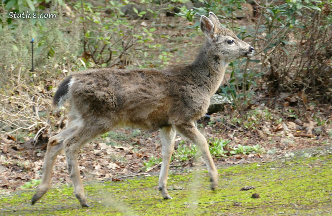 Black Tail Deer walking on the path