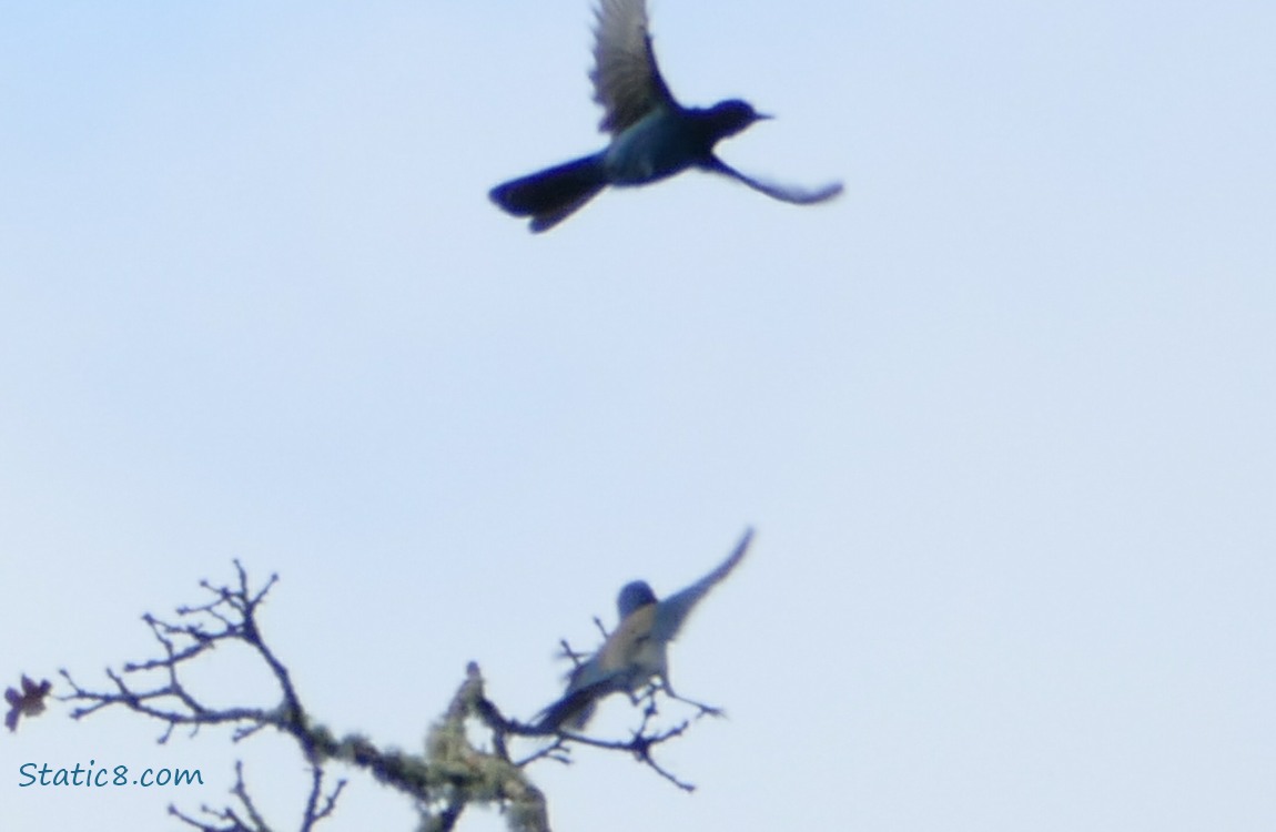 Jays flying