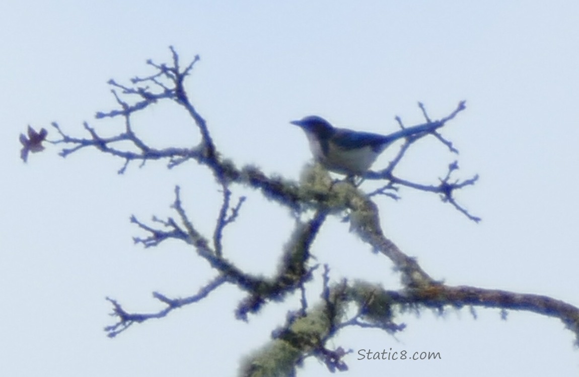Scrub Jay standing at the top of a winter bare tree