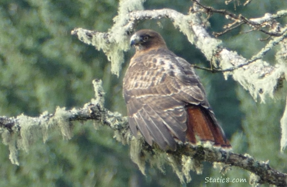 Red Tail Hawk standing on a mossy branch, with her feathers fanned out