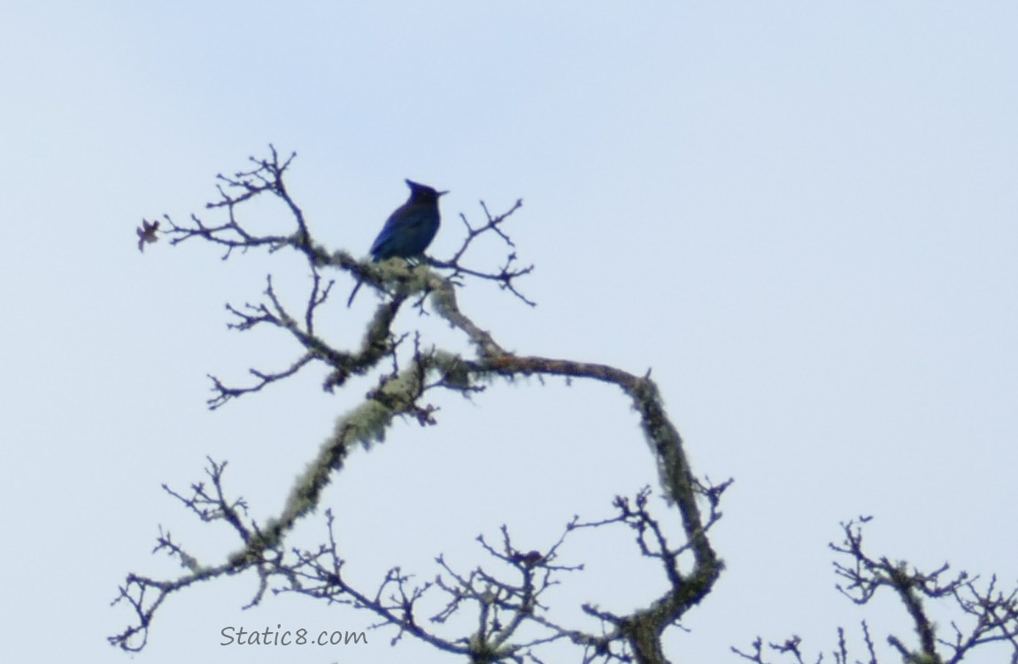 Far off Steller Jay at the top of a winter bare tree