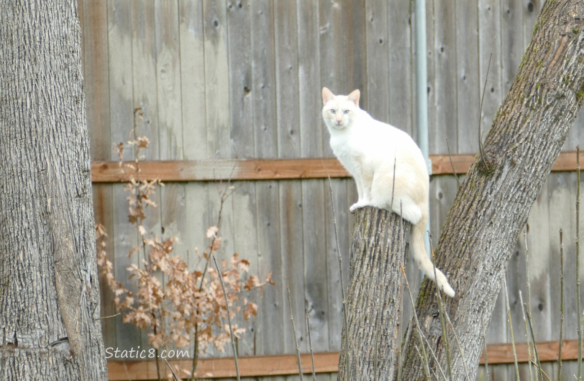 Pale coloured siamese cat, sitting on a cut off log