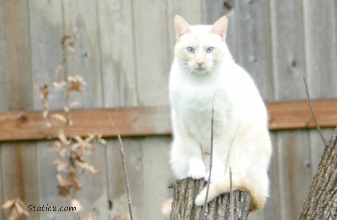 Pale coloured siamese cat, sitting on a cut off log