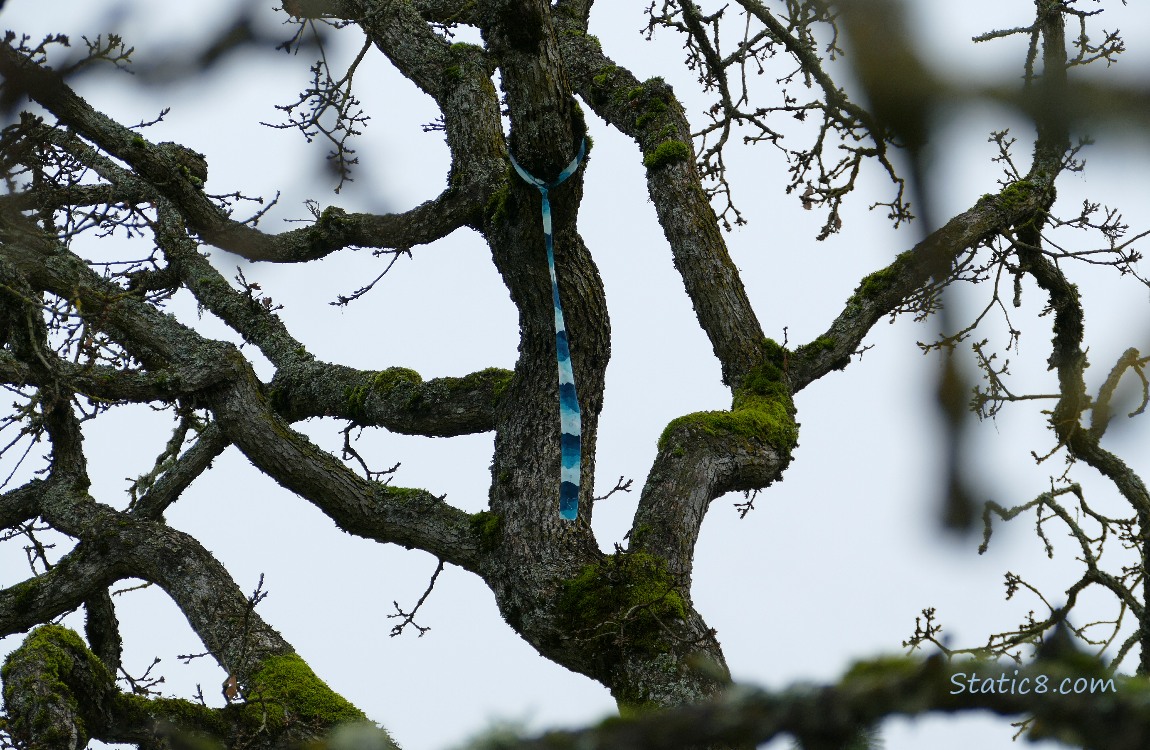 Looking up into the branches at a blue streamer tied around a high branch