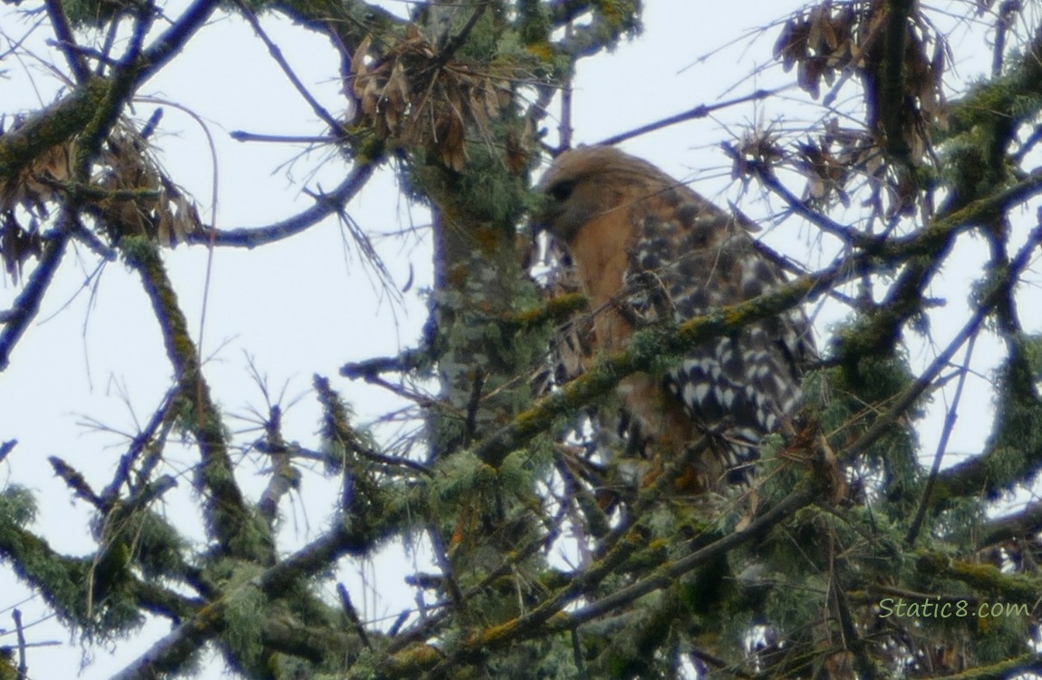 Red Shoulder Hawk in a tree, partial obscured with sticks