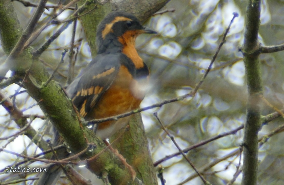 Varied Thrush standing on a branch, surrounded by sticks