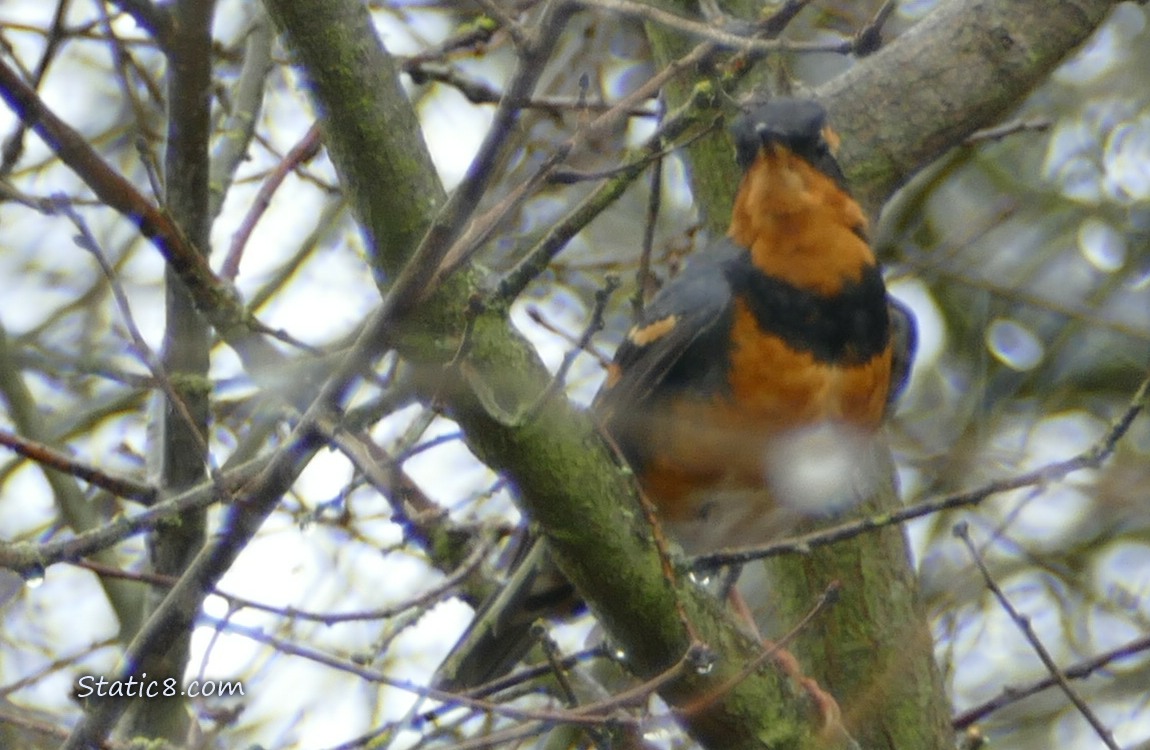 Varied Thrush standing on a branch, looking down at the camera
