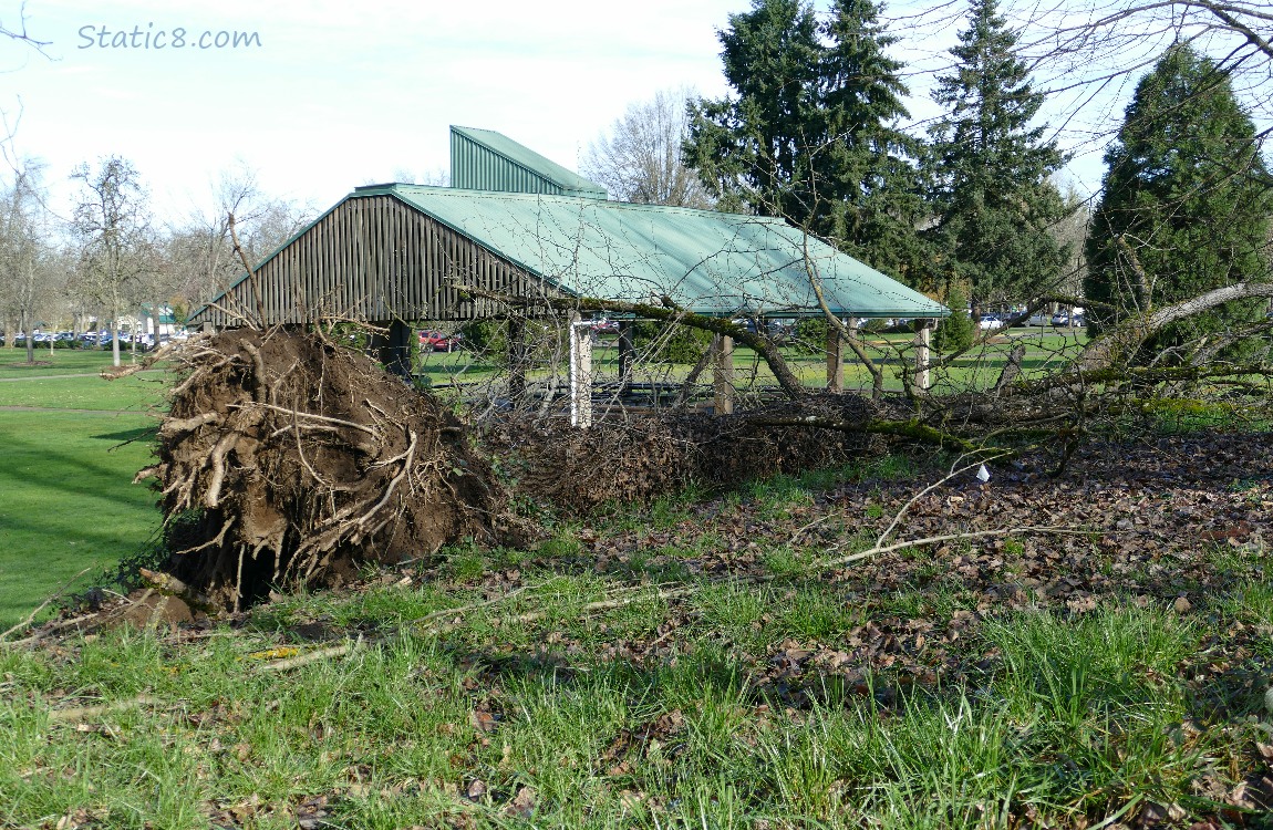 Fallen tree in front of a pavilion
