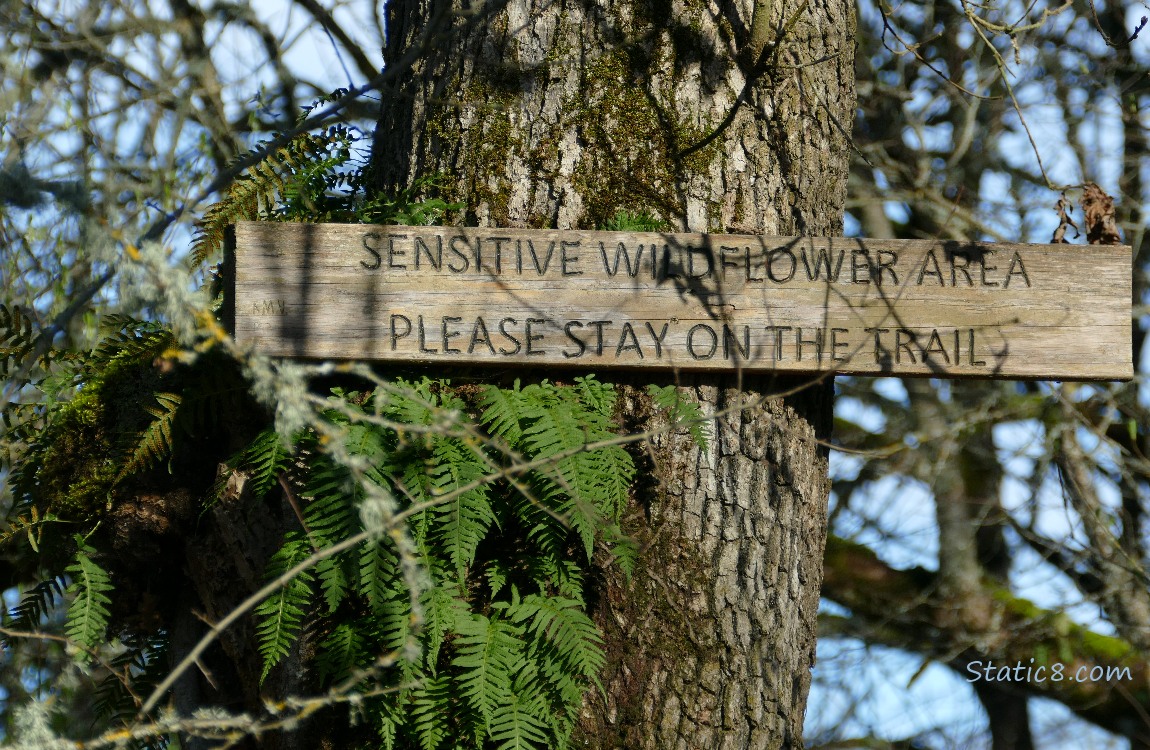 Wood sign says: Sensitive Wildflower Area, Please stay on the trail