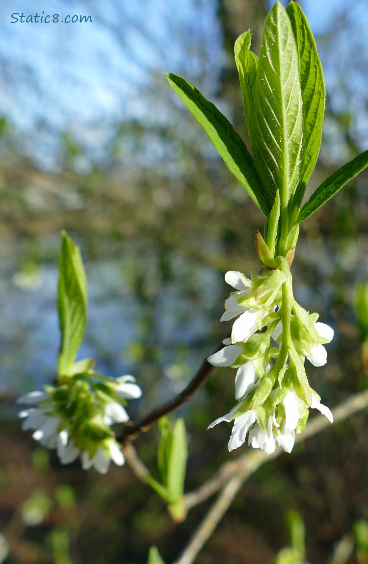 Osoberry blooms