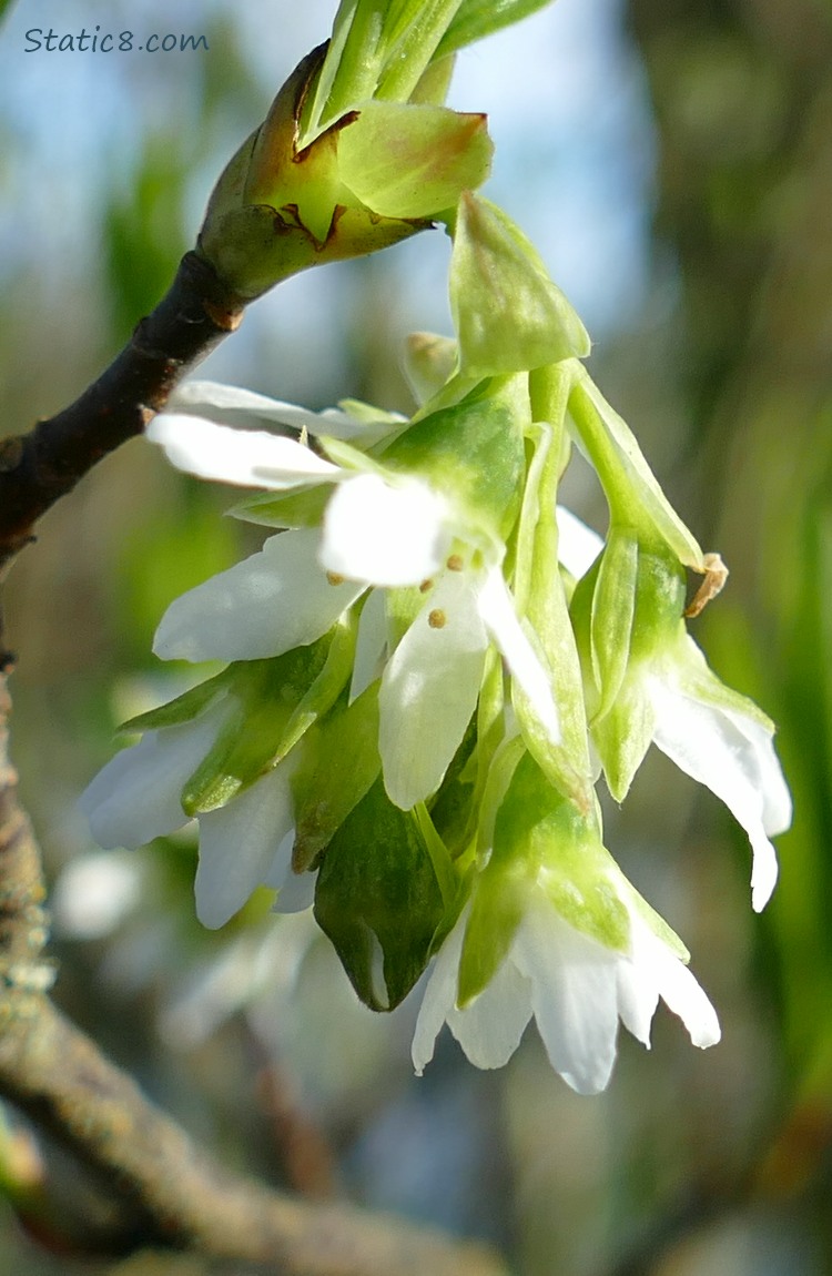 Osoberry blooms