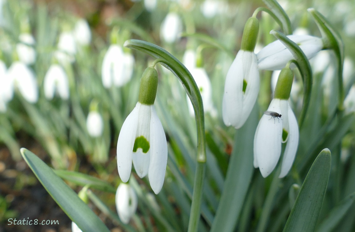 Snow Drops and a bug