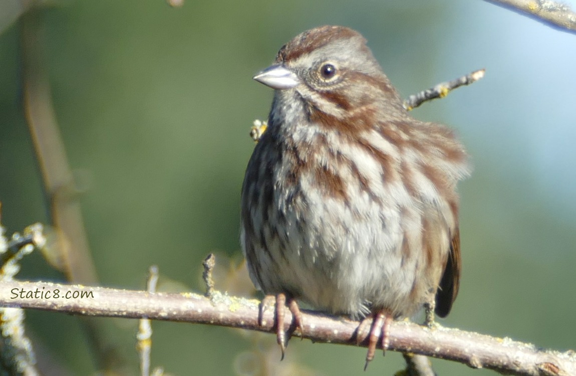 Song Sparrow standing on a stick