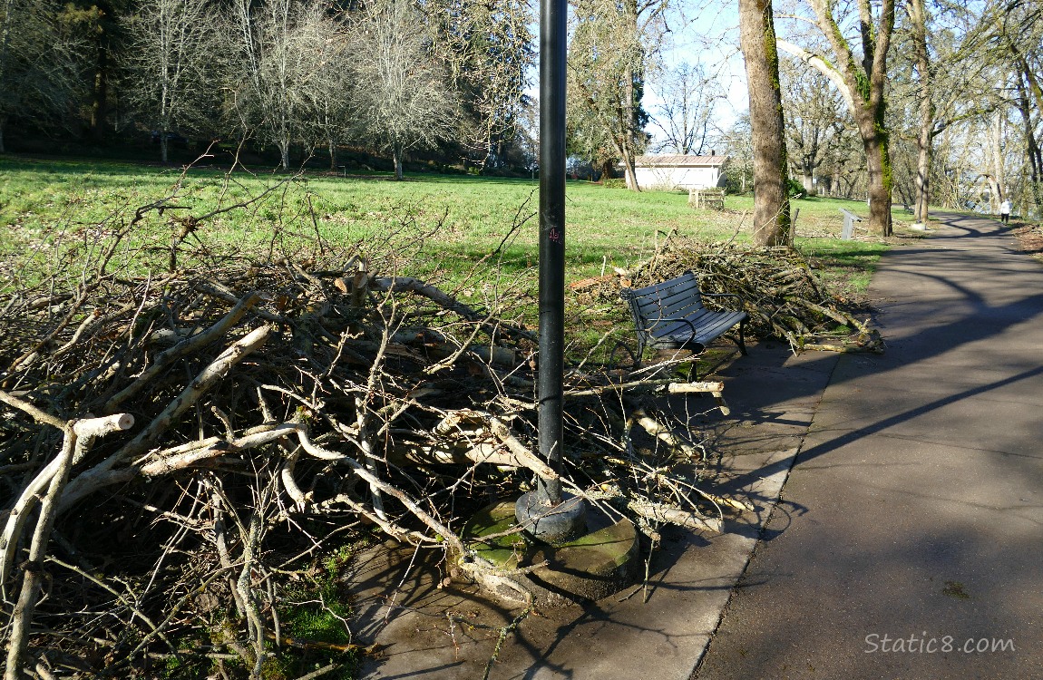 Piles of sticks and branches next to the path
