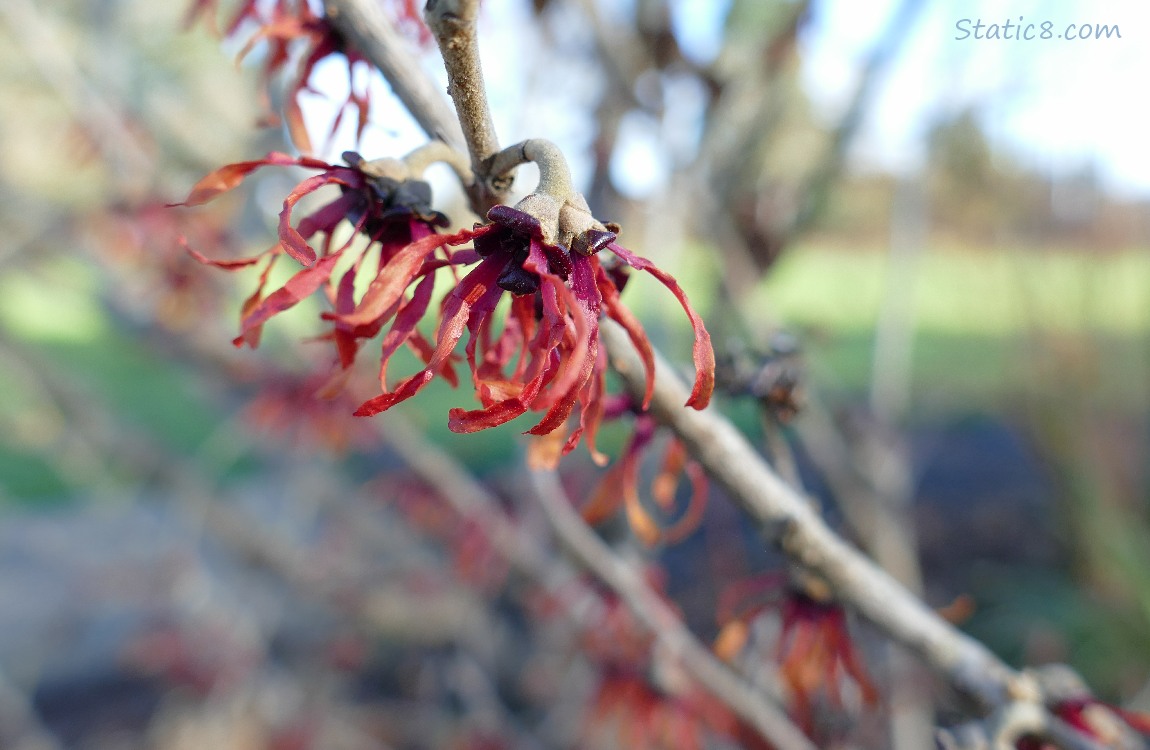Red Witch Hazel blooms
