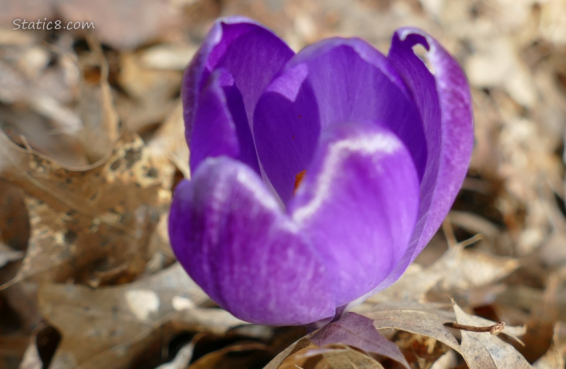 Purple Crocus bloom