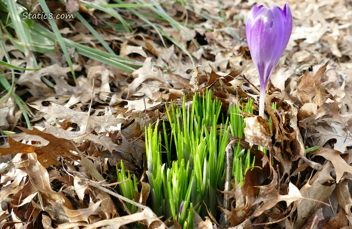 Crocus bloom with more leaves and buds coming up around it