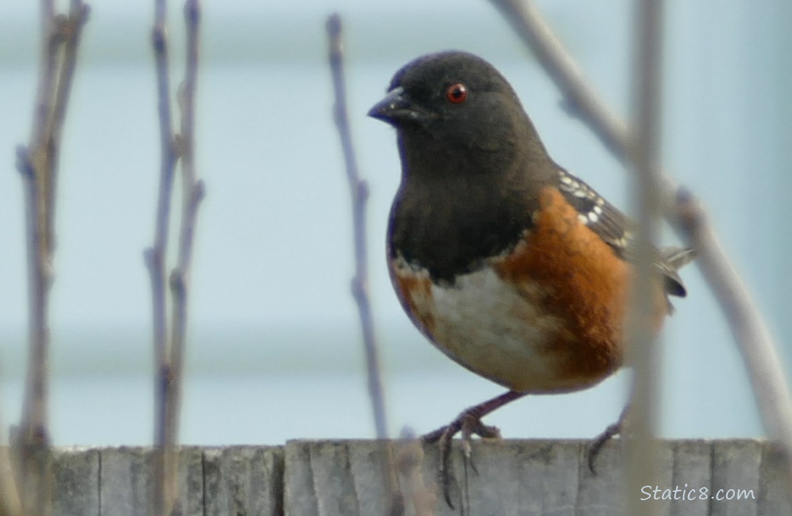 Spotted Towhee standing on a wood fence