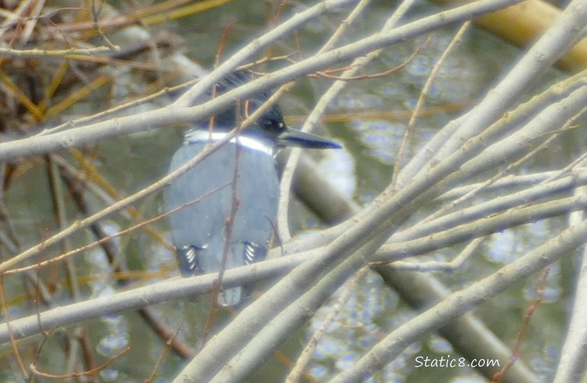 Belted Kingfisher, surrounded by sticks