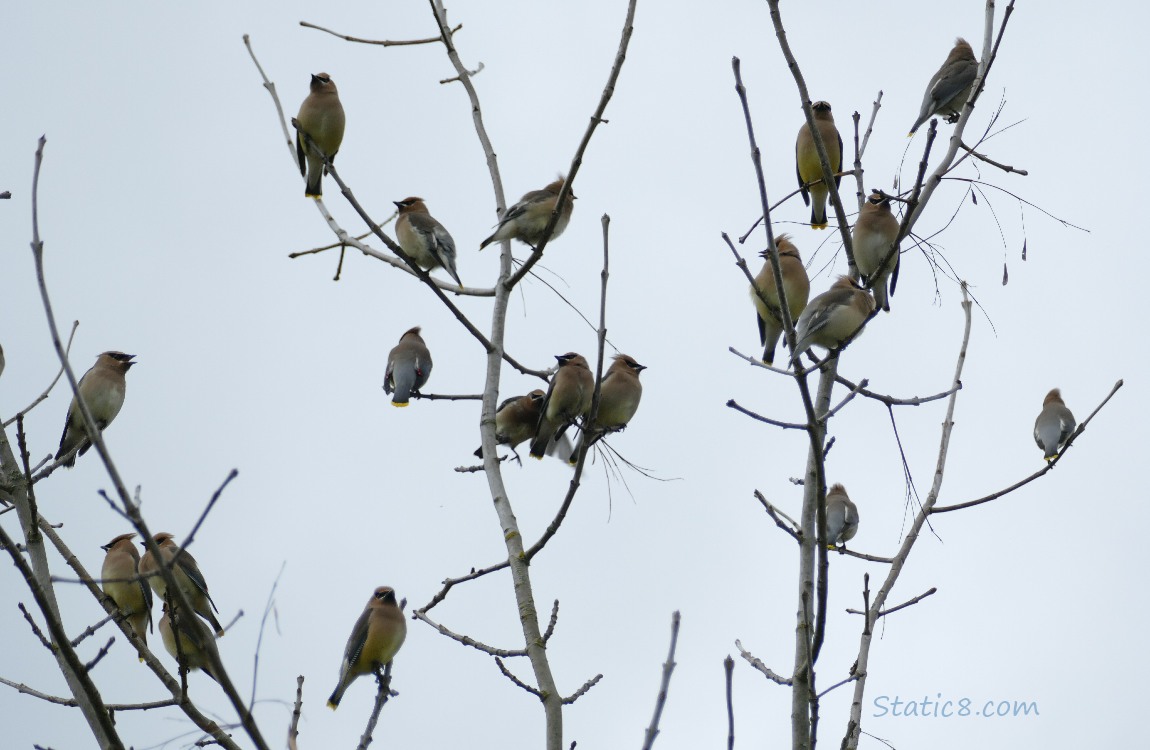 19 Cedar Waxwings standing at the top of a winter bare tree