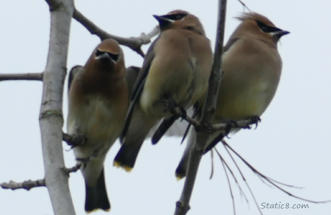 3 Cedar Waxwings sitting right next to each other