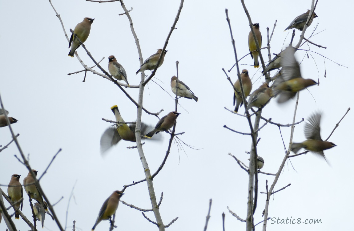 Cedar Waxwing flock starts to fly away