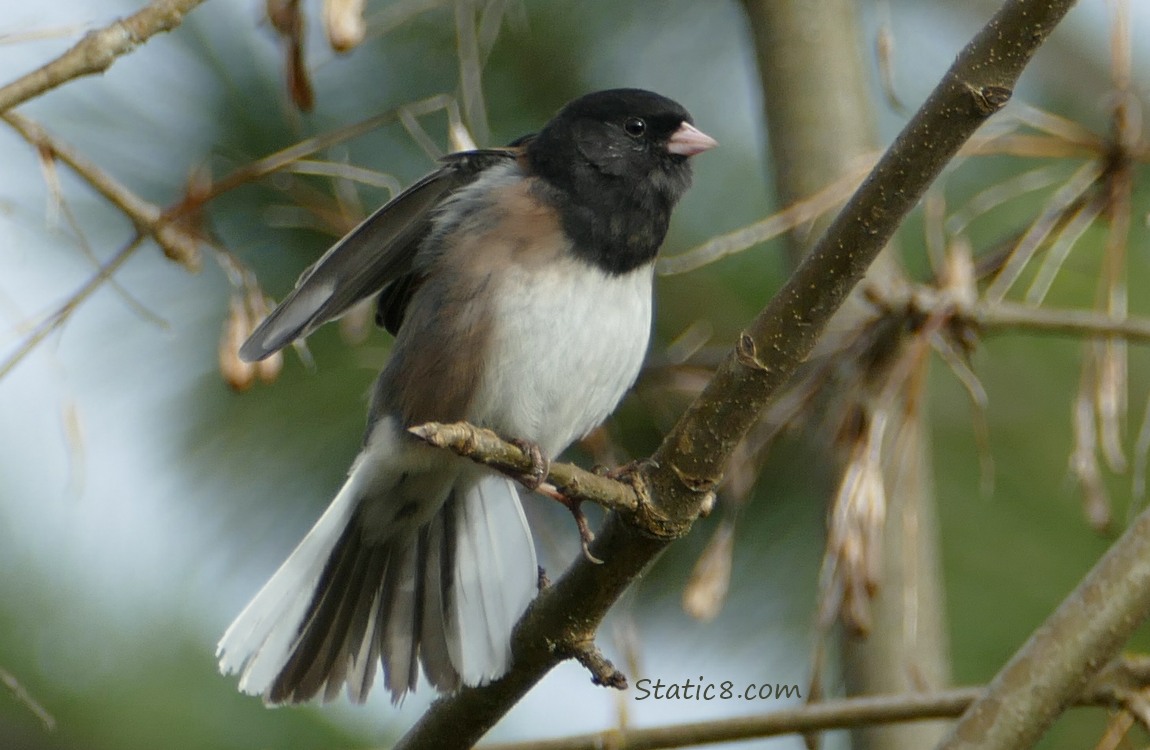 Dark Eye Junco, spreading tail feathers and shoulders